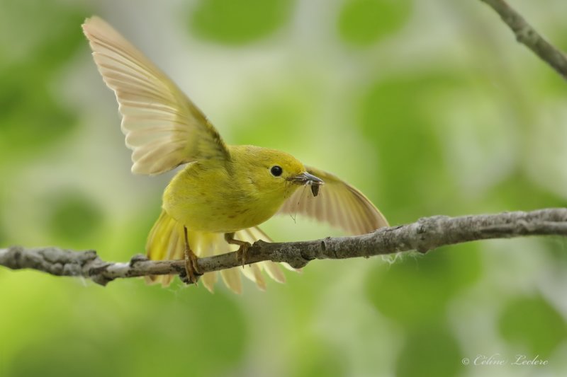 Paruline jaune Y3A9874 - Yellow Warbler
