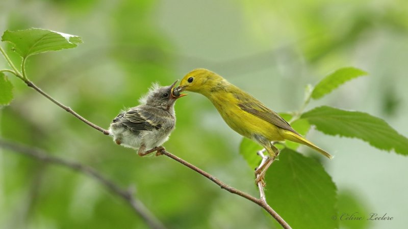 Paruline jaune Y3A9940 - Yellow Warbler