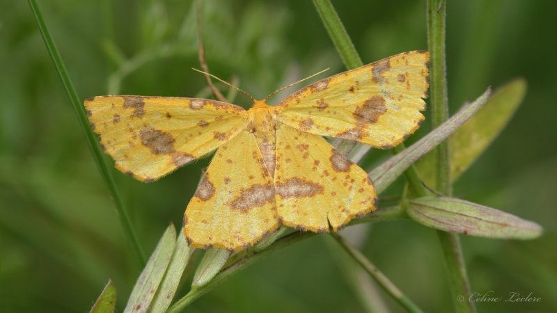 Gomtre tachet Y3A9385 - False Crocus Geometer Moth