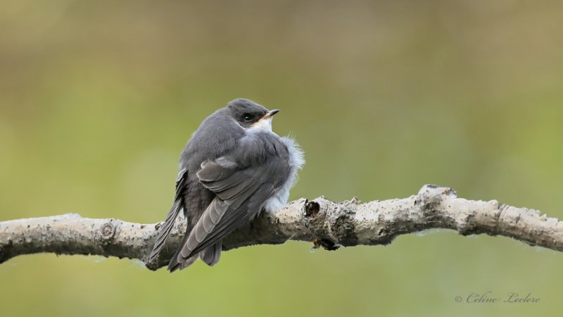 Hirondelle bicolore (juv) Y3A1302 - Tree Swallow young