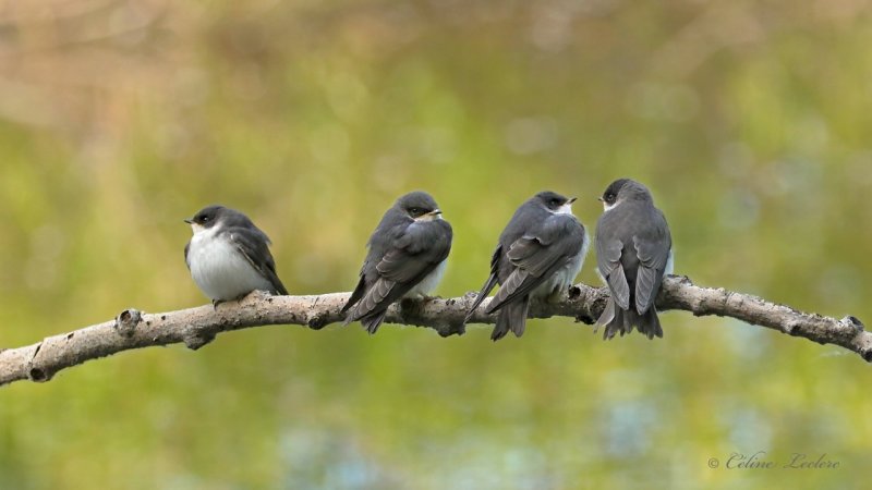 Hirondelle bicolore (juv) Y3A1204 - Tree Swallow young