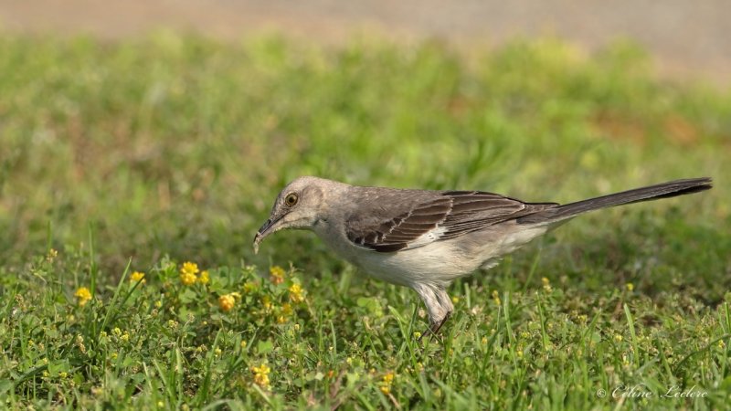 Moqueur polyglotte Y3A1346 - Northern Mockingbird 