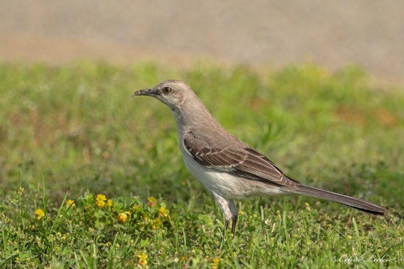 Moqueur polyglotte Y3A1350 - Northern Mockingbird 