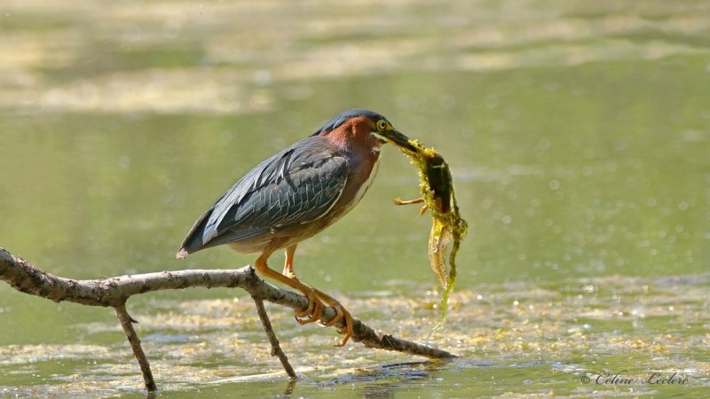 Hron vert Y3A1892 - Green Heron