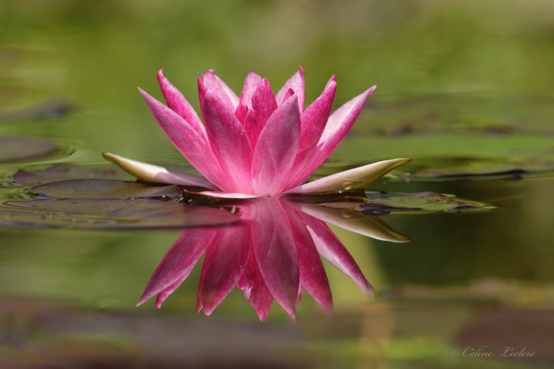 Nympha Y3A2122 - Water lily