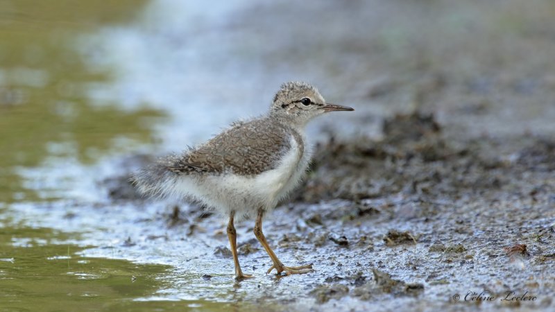 Chevalier grivel (juv) Y3A2049 - Spotted Sandpiper young