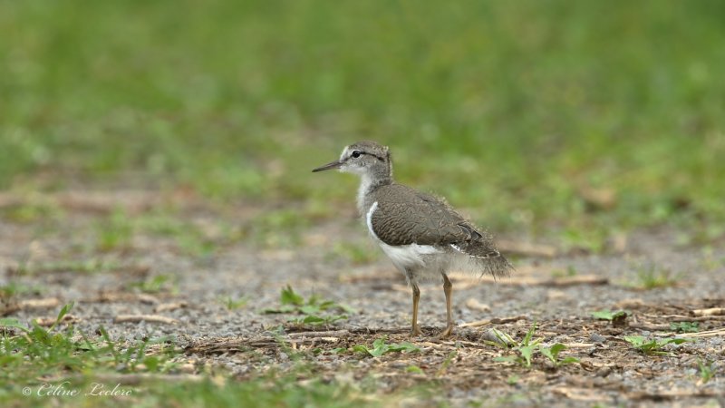 Chevalier grivel (juv) Y3A2500 - Spotted Sandpiper young