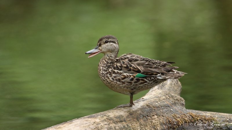 Sarcelle d'hiver Y3A2592 - Green-Winged Teal