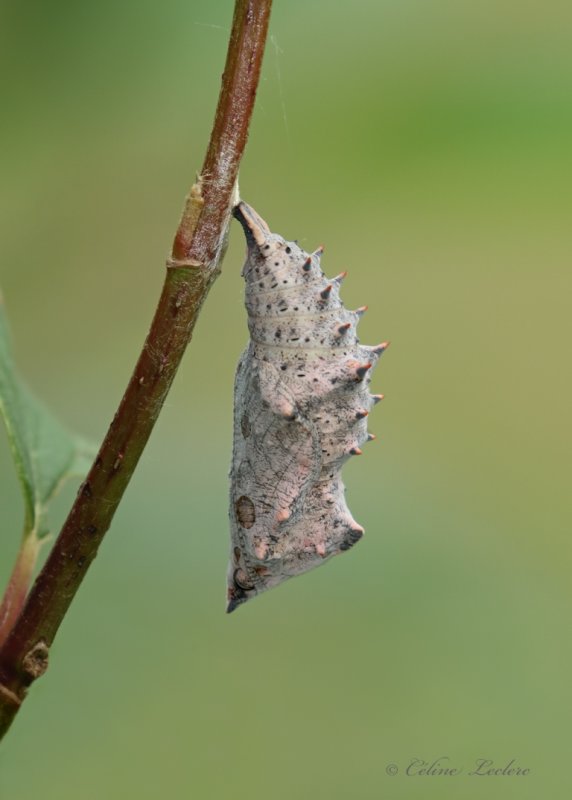 Chrysalide du papillon Morio Y3A9764 - Mourning Cloak (chrysalis)