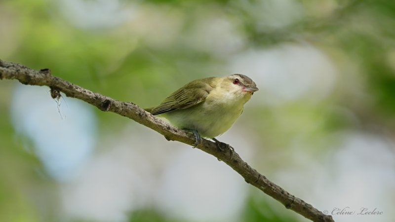 Viro aux yeux rouges Y3A4023 - Red-eyed Vireo