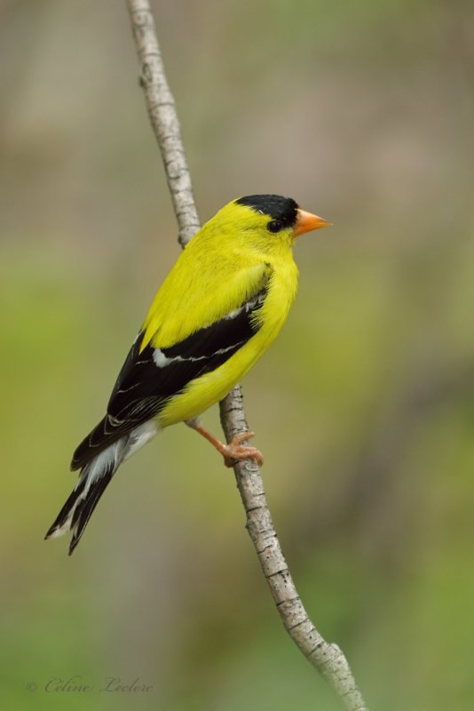Chardonneret jaune Y3A0366 - American Goldfinch