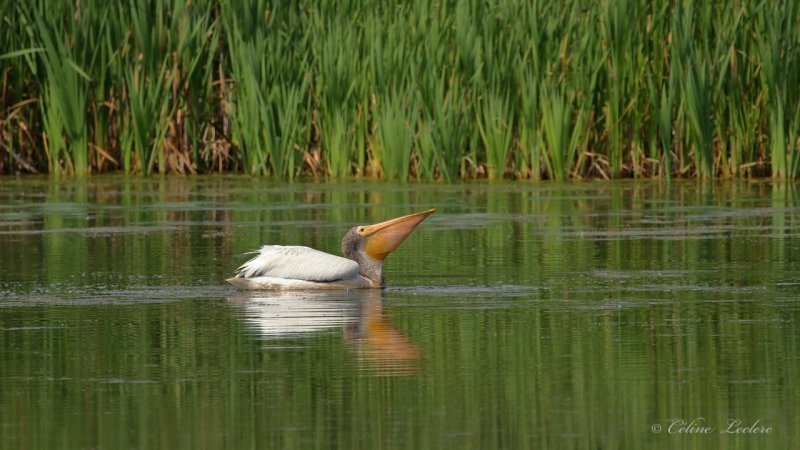 Plican d'Amrique Y3A0735 - American White Pelican