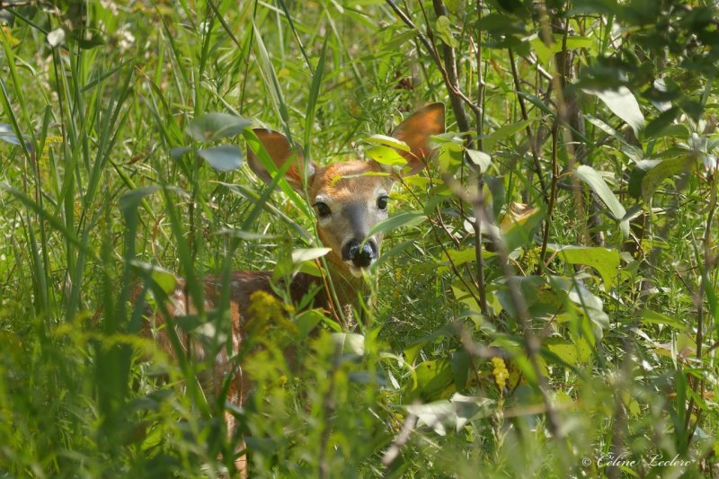 Cerf de Virginie (Bambi) Y3A0760 - White-tailed Deer young