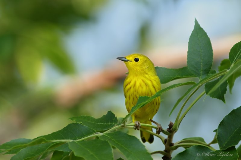 Paruline jaune Y3A0835 - Yellow Warbler
