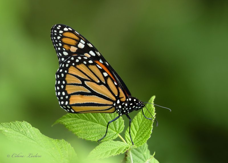 Papillon Monarque Y3A1207 - Monarch