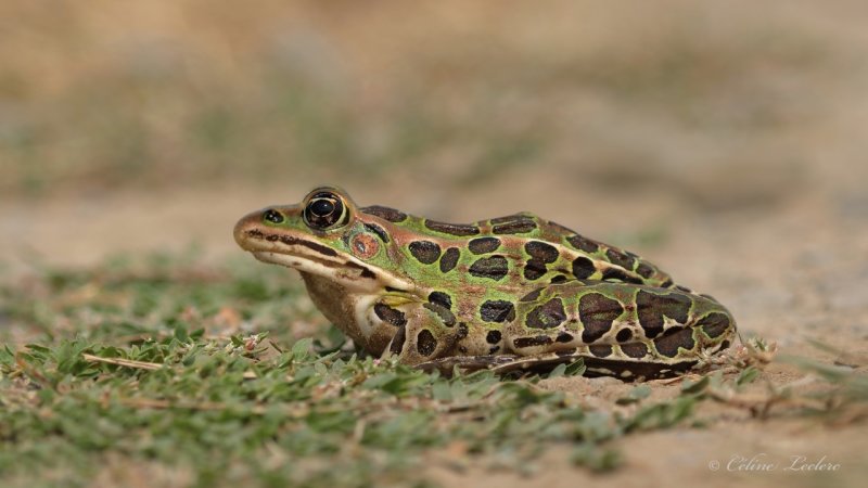 Grenouille lopard Y3A0119 - Leopard Frog