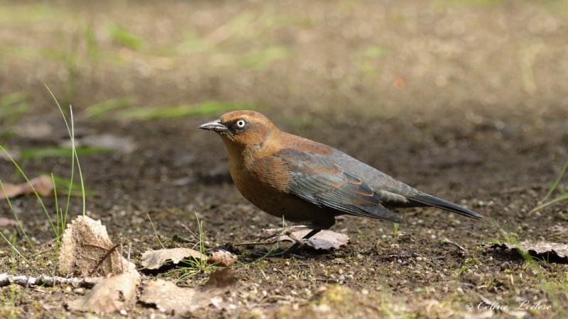 Quiscale rouilleux Y3A1931 - Rusty Blackbird