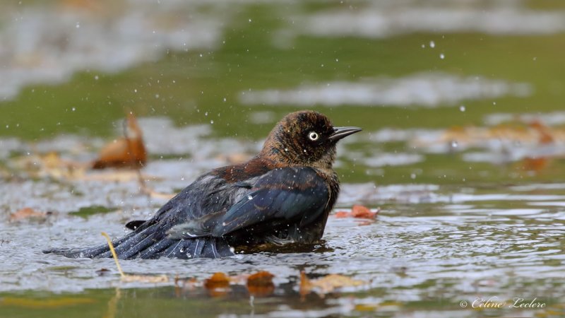 Quiscale rouilleux Y3A2860 - Rusty Blackbird