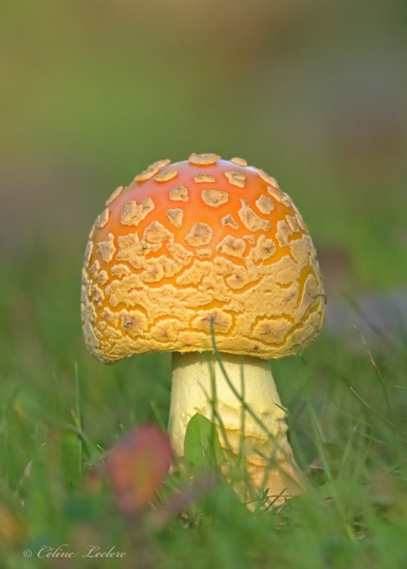 Amanite tue-mouche Y3A2915 - Fly agaric