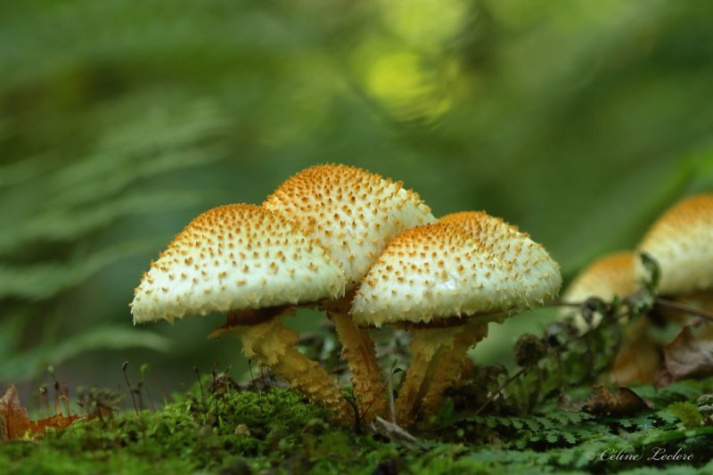 Champignon Y3A3603 - Mushroom