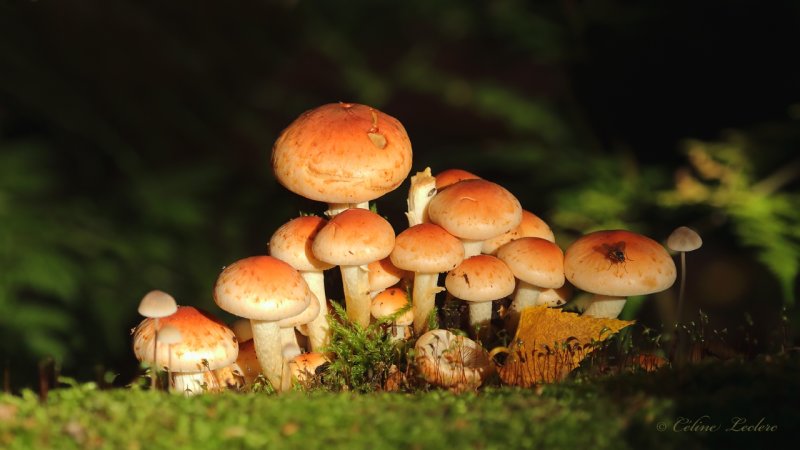 Champignon Y3A3819 - Mushroom