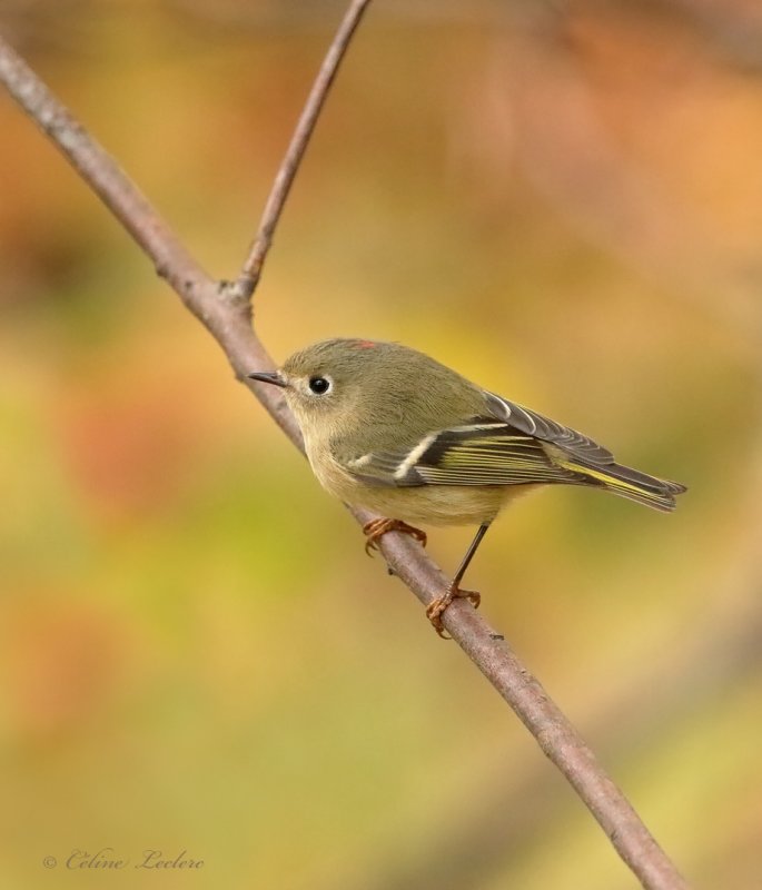 Roitelet  couronne rubis Y3A3997 - Ruby-crowned Kinglet
