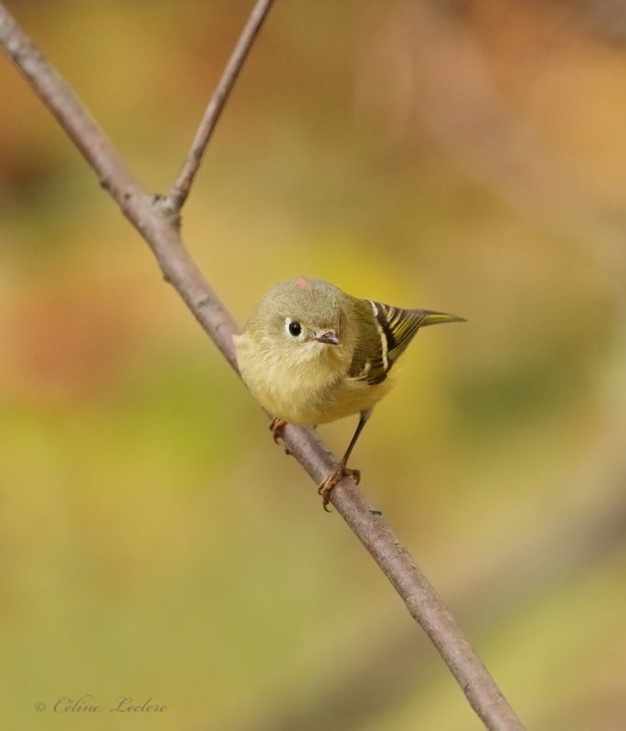 Roitelet  couronne rubis Y3A4010 - Ruby-crowned Kinglet