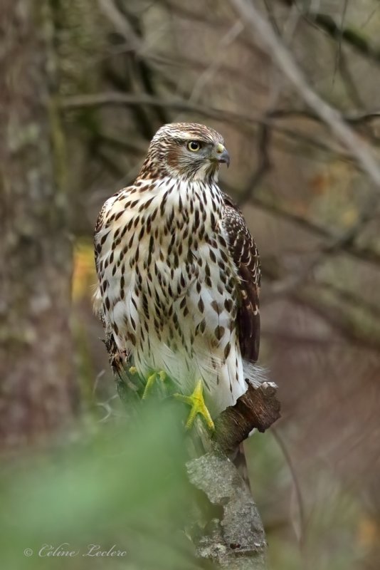 Buse  paulettes Y3A4072 - Red-shouldered Hawk
