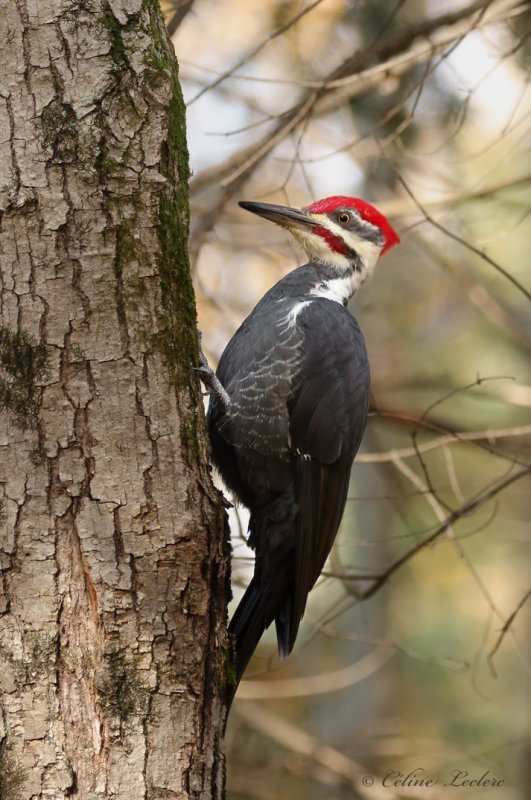 Grand Pic Y3A3935 - Pileated Woodpecker