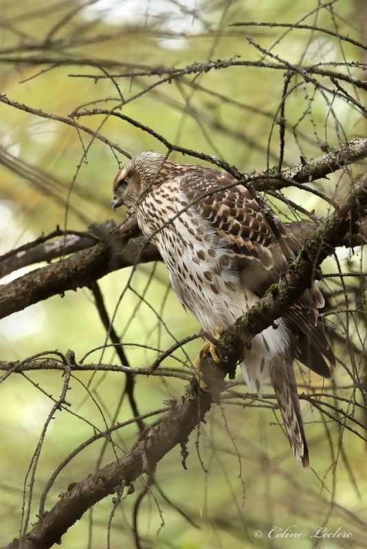 Buse  paulettes Y3A4100 - Red-shouldered Hawk