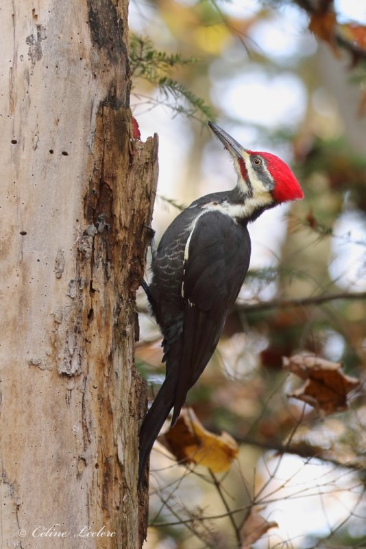Grand Pic Y3A3947 - Pileated Woodpecker