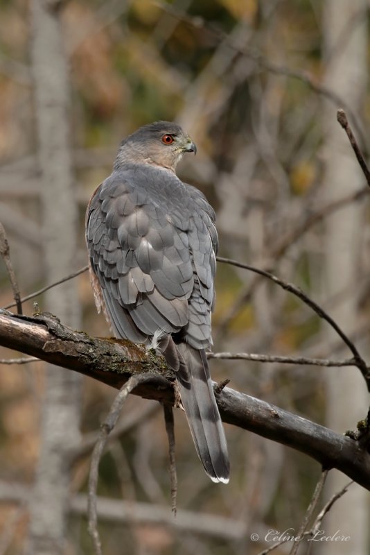 pervier de Cooper Y3A4198 - Cooper's Hawk