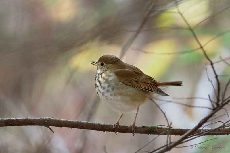 Grive solitaire Y3A4372 - Hermit Thrush