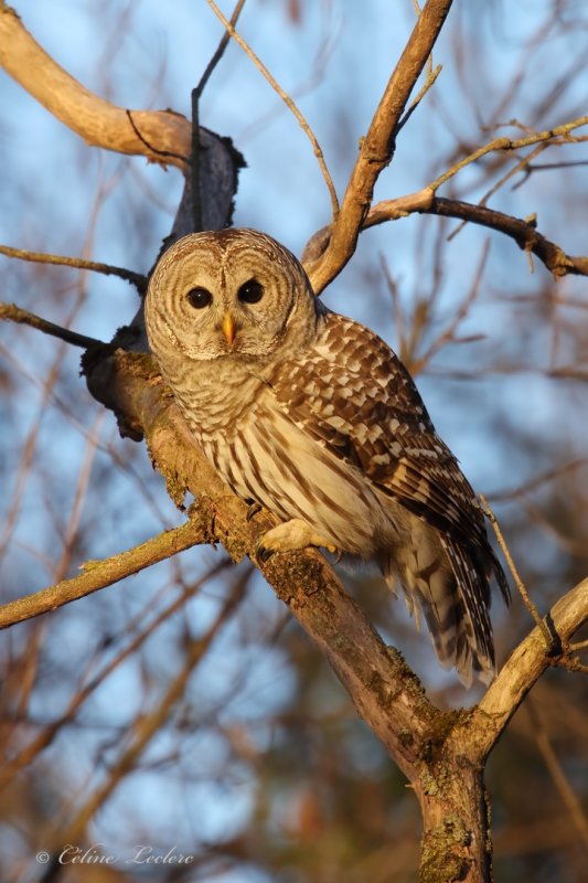 Chouette raye Y3A4598 - Barred Owl