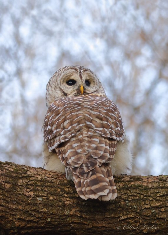 Chouette raye Y3A4797 - Barred Owl
