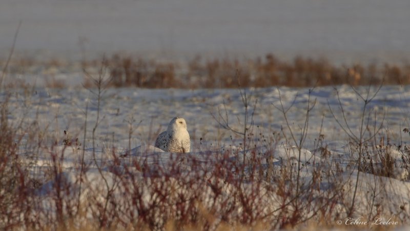 Harfang des neiges Y3A4954 - Snowy Owl