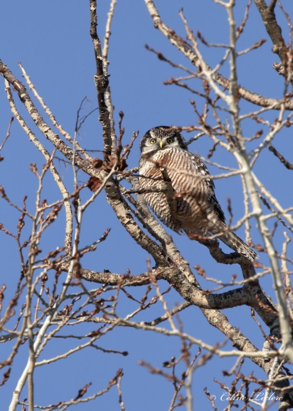 Épervière boréale Y3A4986 - Northern Hawk Owl