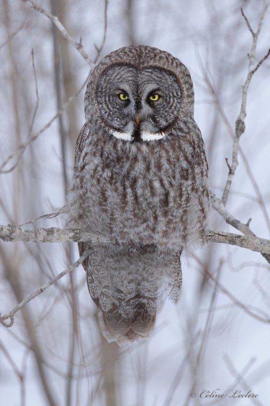 Chouette lapone Y3A5031 - Great Gray Owl