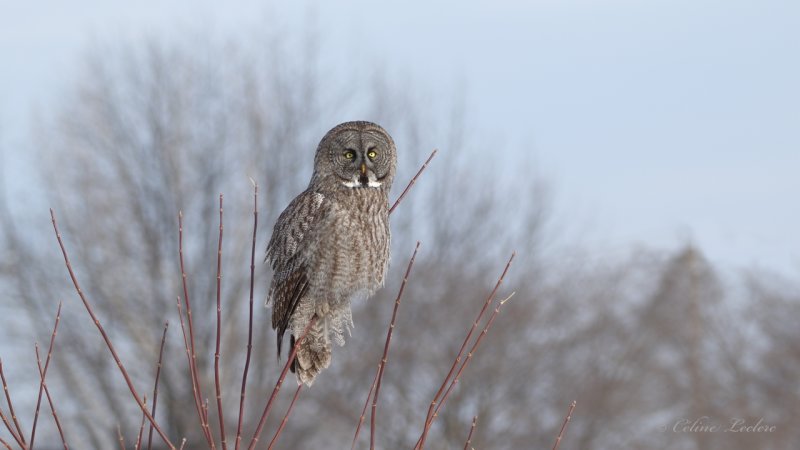 Chouette lapone Y3A5437 - Great Gray Owl