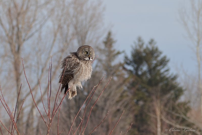 Chouette lapone Y3A5397 - Great Gray Owl