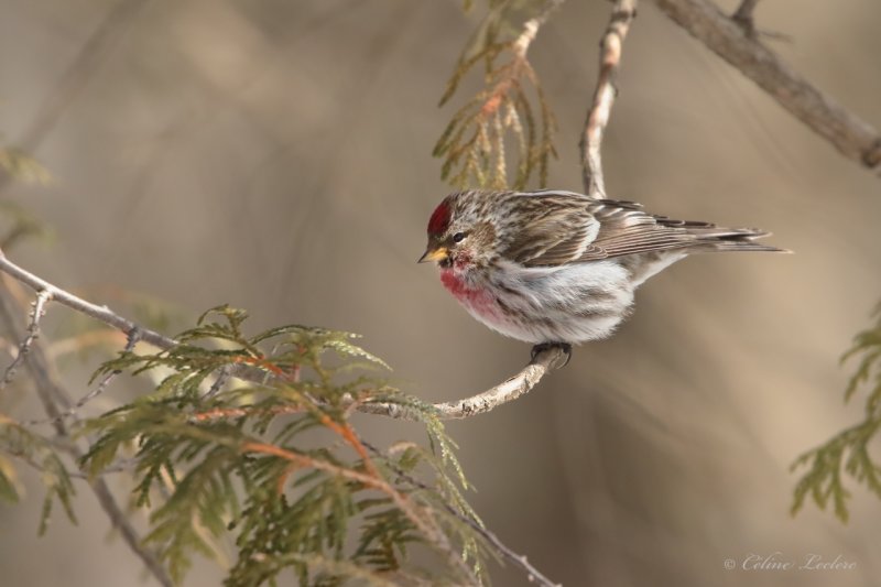 Sizerin flamm Y3A5705 - Common Redpoll
