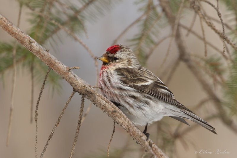 Sizerin flamm Y3A5838 - Common Redpoll