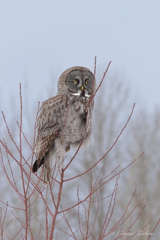 Chouette lapone Y3A5068 - Great Gray Owl