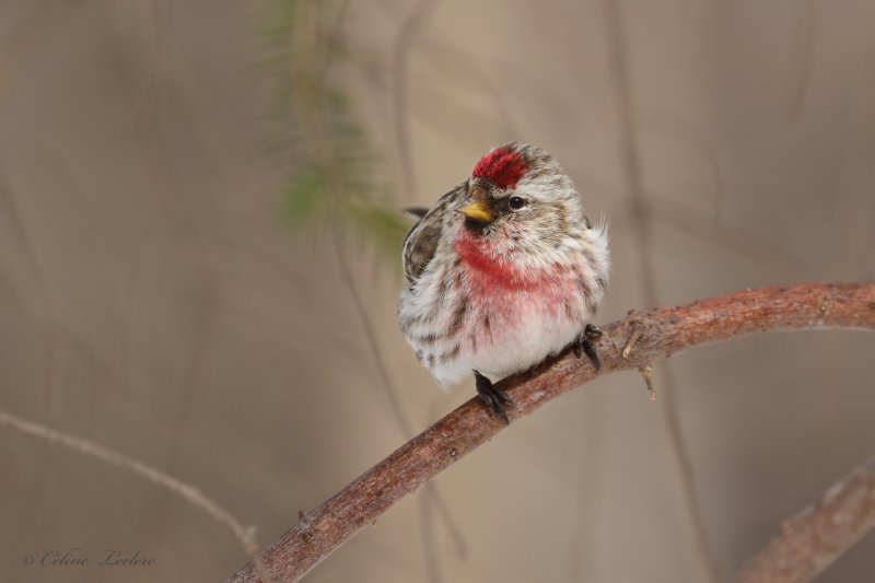 Sizerin flamm Y3A5870 - Common Redpoll