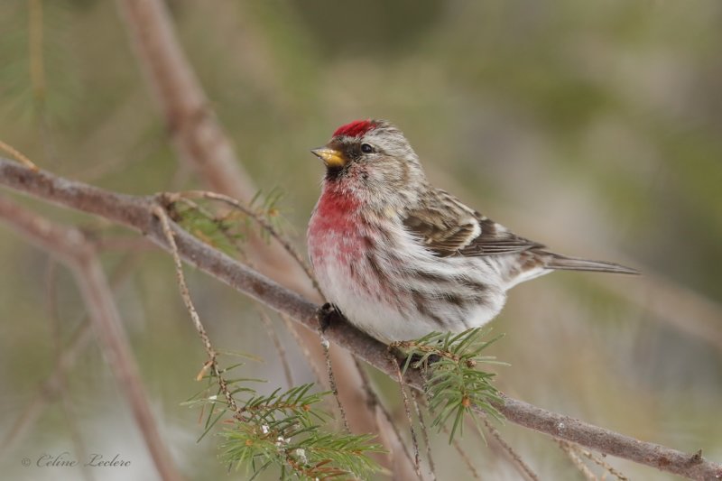 Sizerin flamm Y3A5881 - Common Redpoll