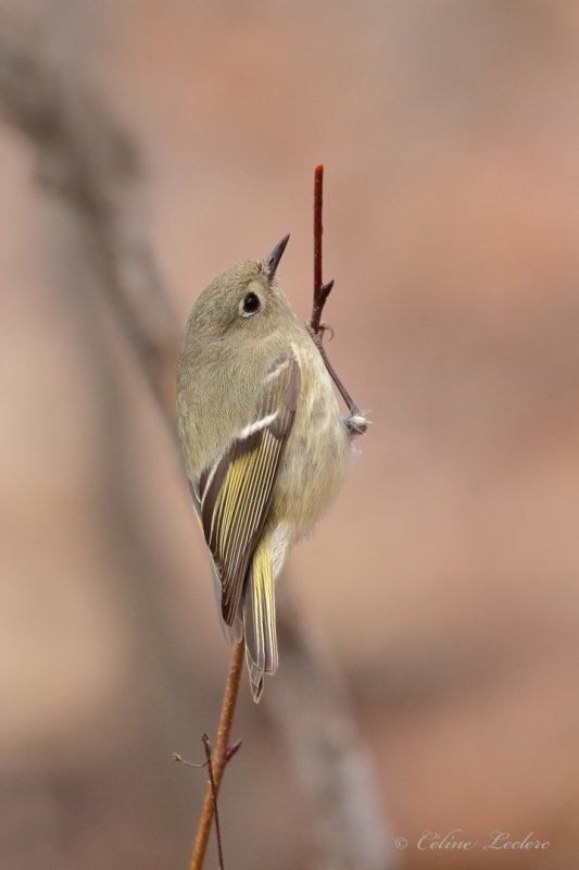 Roitelet  couronne rubis Y3A7109 - Ruby-crowned Kinglet