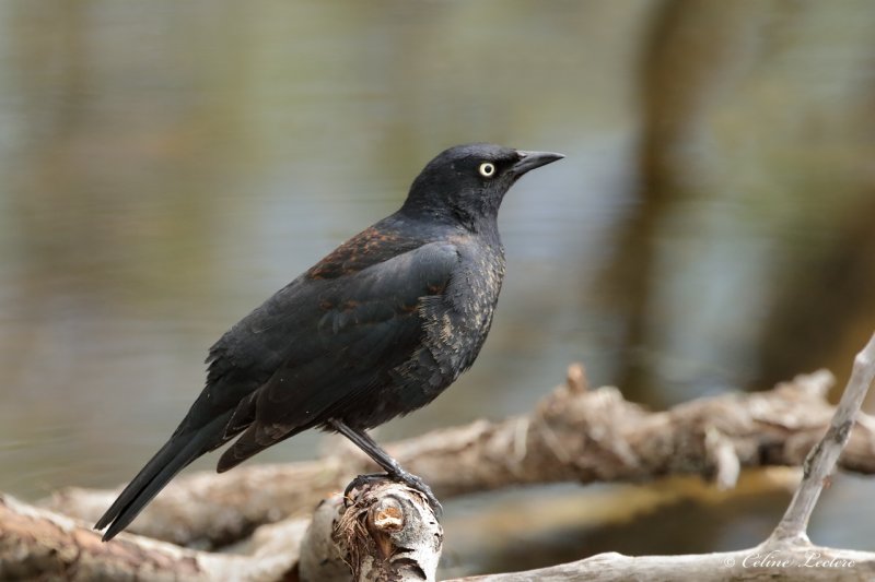 Quiscale rouilleux Y3A7933 - Rusty Blackbird