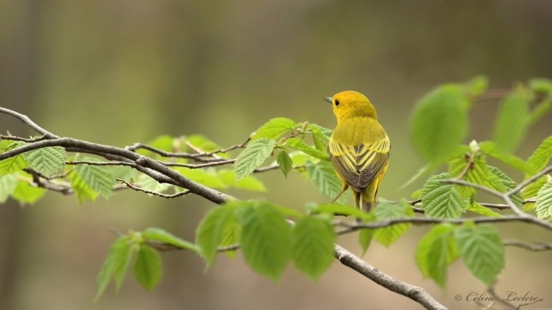 Paruline jaune Y3A8054 - Yellow Warbler