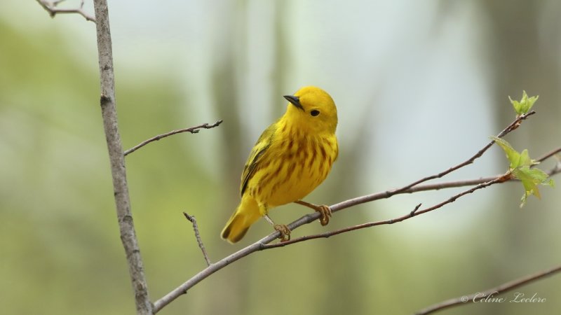 Paruline jaune Y3A8065 - Yellow Warbler