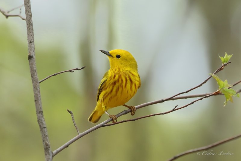 Paruline jaune Y3A8066 - Yellow Warbler